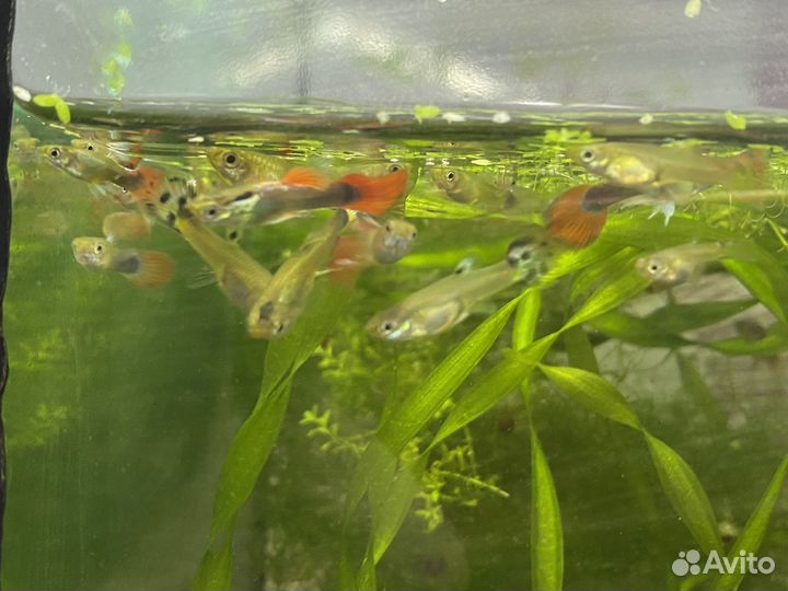 Аквариумные рыбки