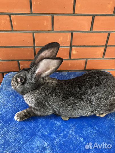 Кролики Серый великан