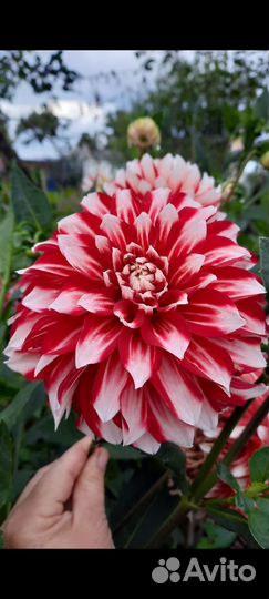 Георгины клубни