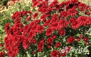 Саженцы многолетних растений