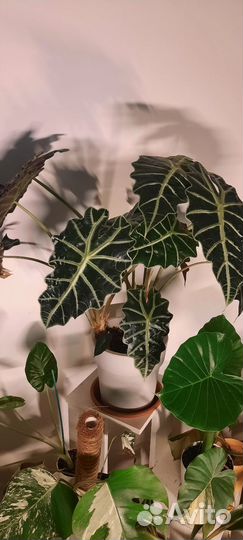 Алоказия амазоника