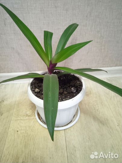 Традесканция рео