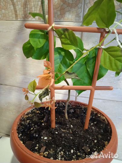 Бугенвиллия взрослая