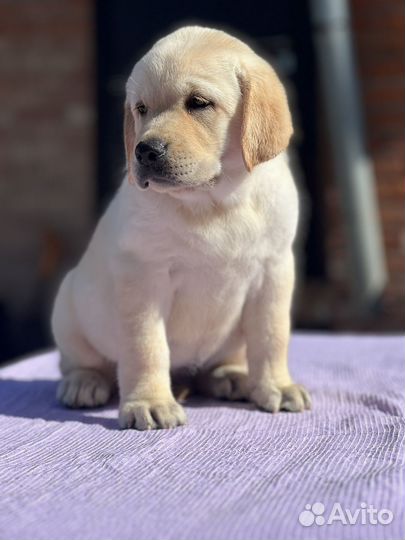 Щенки лабрадора РКФ