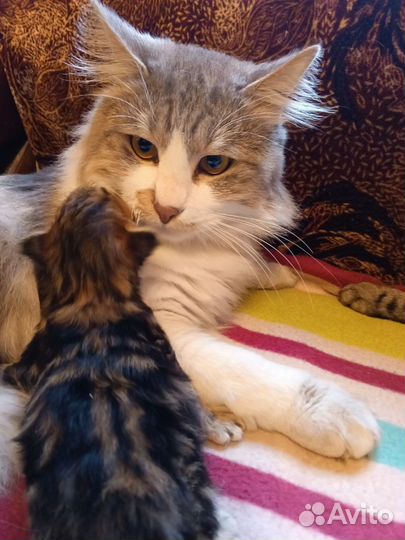 Курильский бобтейл