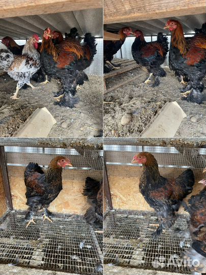 Петушки Брама