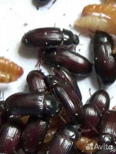 Жук знахарь