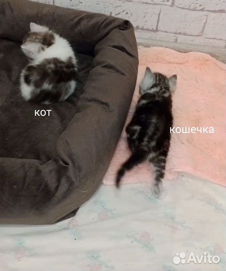 Котята