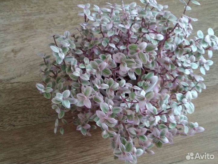 Каллизия розовая