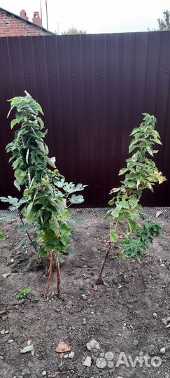 Малиновое дерево