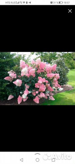 Гортензия саженцы фрайз Сандей, Мельба, Ванила