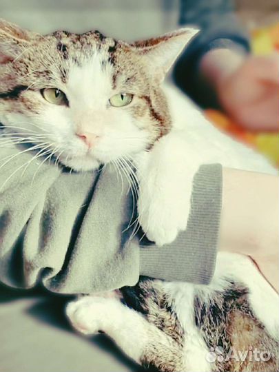 Подарите котику дом