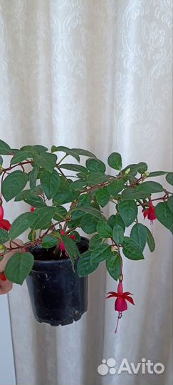 Фуксия Rocket Fire(Пламя Ракеты). Маринка