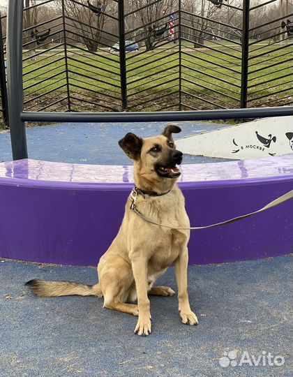 Собака в добрые руки