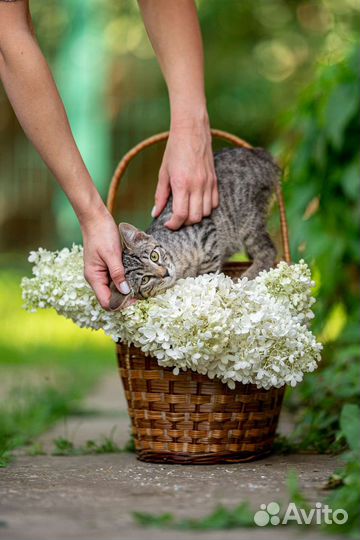 Котенок девочка в дар