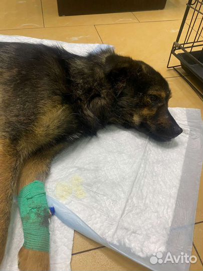 Нашли обездвиженного в луже и ищем помощь и дом