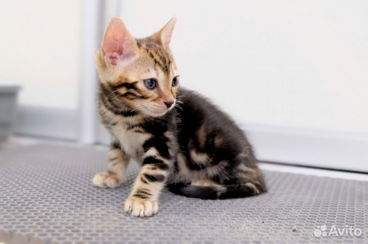 Бенгальская