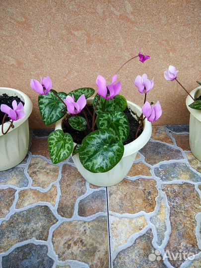 Цикламен европейский (Cyclamen vernum)