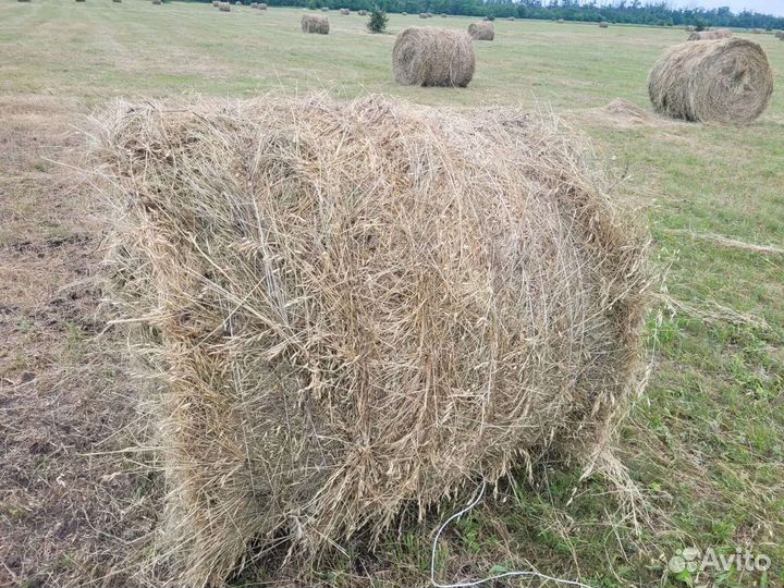 Сено луговое