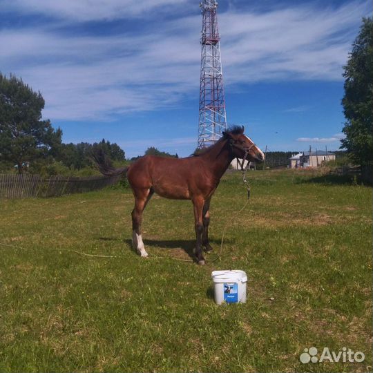 Лошадь жеребец