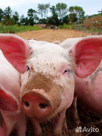 Свиньи живым весом