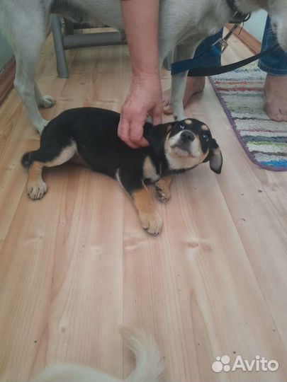 Собака в добрые руки отдам бесплатно