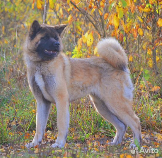 Щенки американской акиты