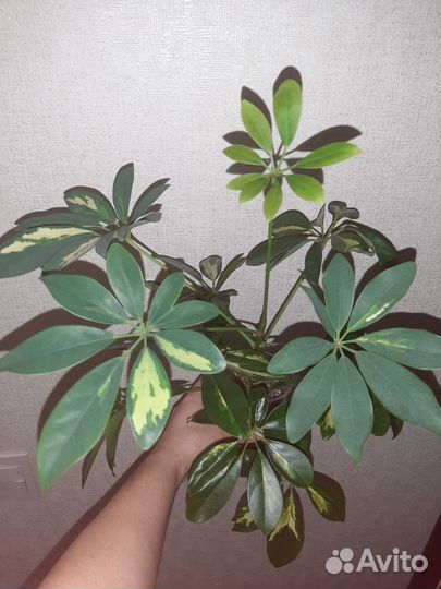 Шефлера Голд Капелла шикарный отросток