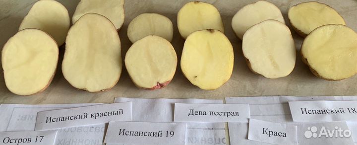 Картофель 56 сортов, продам