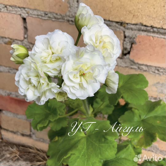 Пеларгонии коллекционные