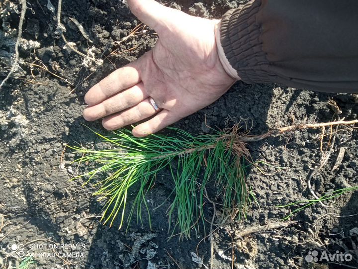 Сеянцы сосны