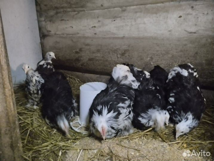 Карликовые кохинхины