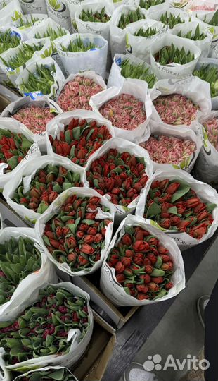 Тюльпаны оптом на 7 и 8 марта