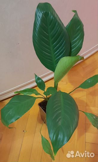 Спатифиллум