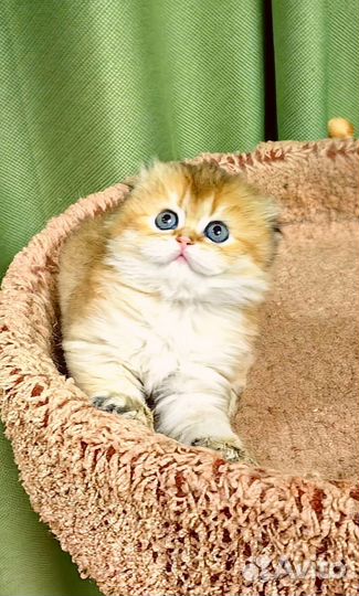 Шотландская золотая шиншилла