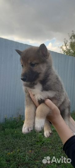 Щенки западно сибирской лайки