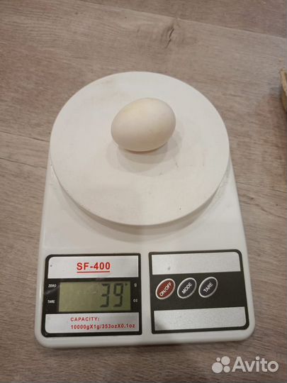 Яйцо домашнее