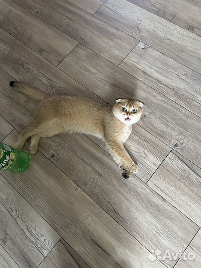 Ищем кошку для вязки