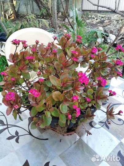 Каланхоэ цветущий