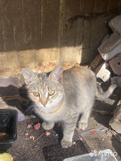 Кошка в дар