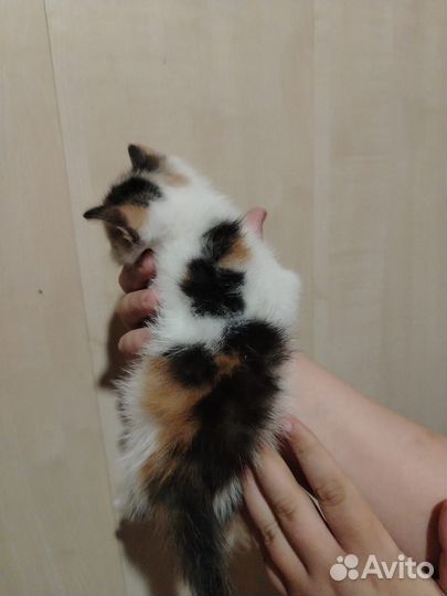 Котята в добрые руки девочка