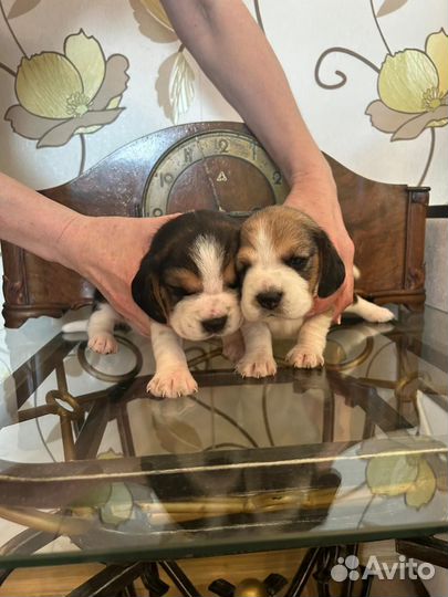 Щенки бигль