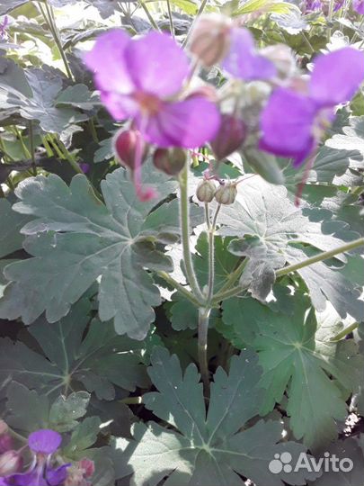 Герань, лилейники, флокс