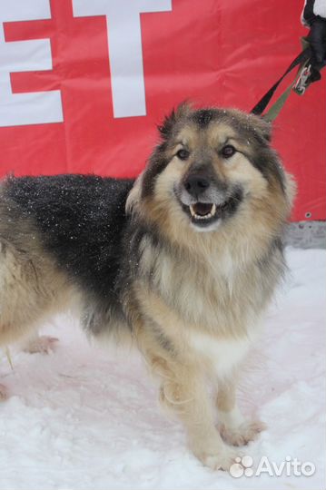 Пушистый красавец-пёс Бароша в добрые руки