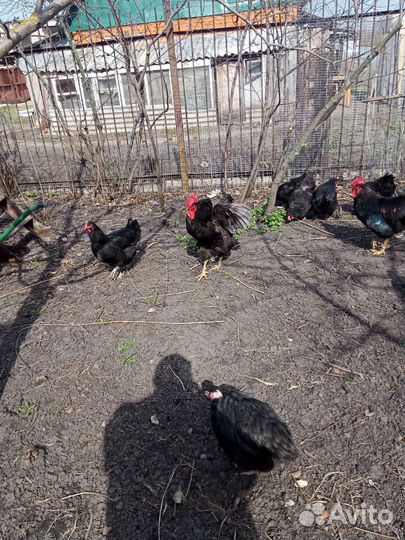 Джерсийский гигант