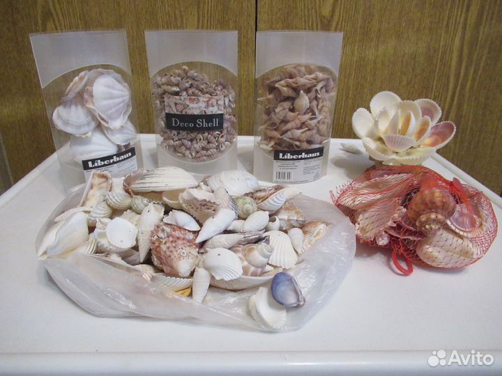 Морские ракушки. Зеленоград