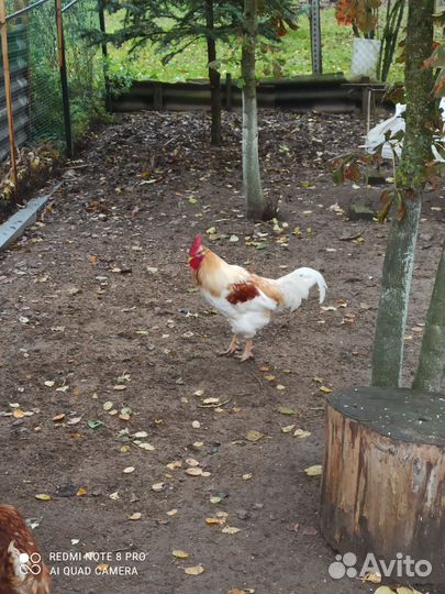 Куры петухи