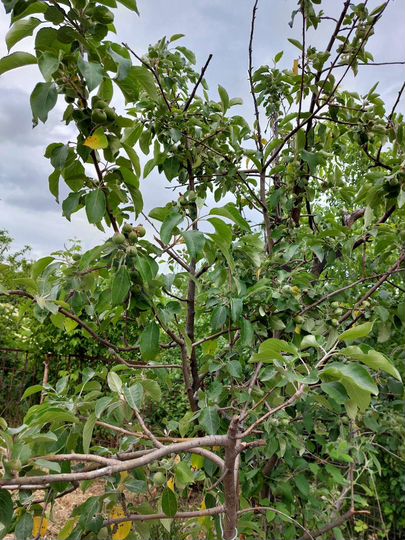 Дом 20 м² на участке 7,8 сот.