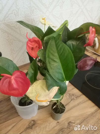 Антуриумы сортовые