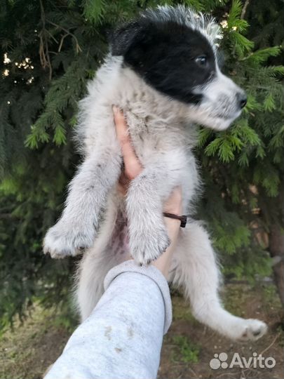 Щеночек Пёс